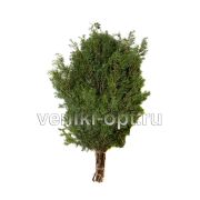 Веник для бани, без упаковки / В/С Можжевеловый