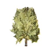 Веник для бани, без упаковки / Дуб Канадский (красный)